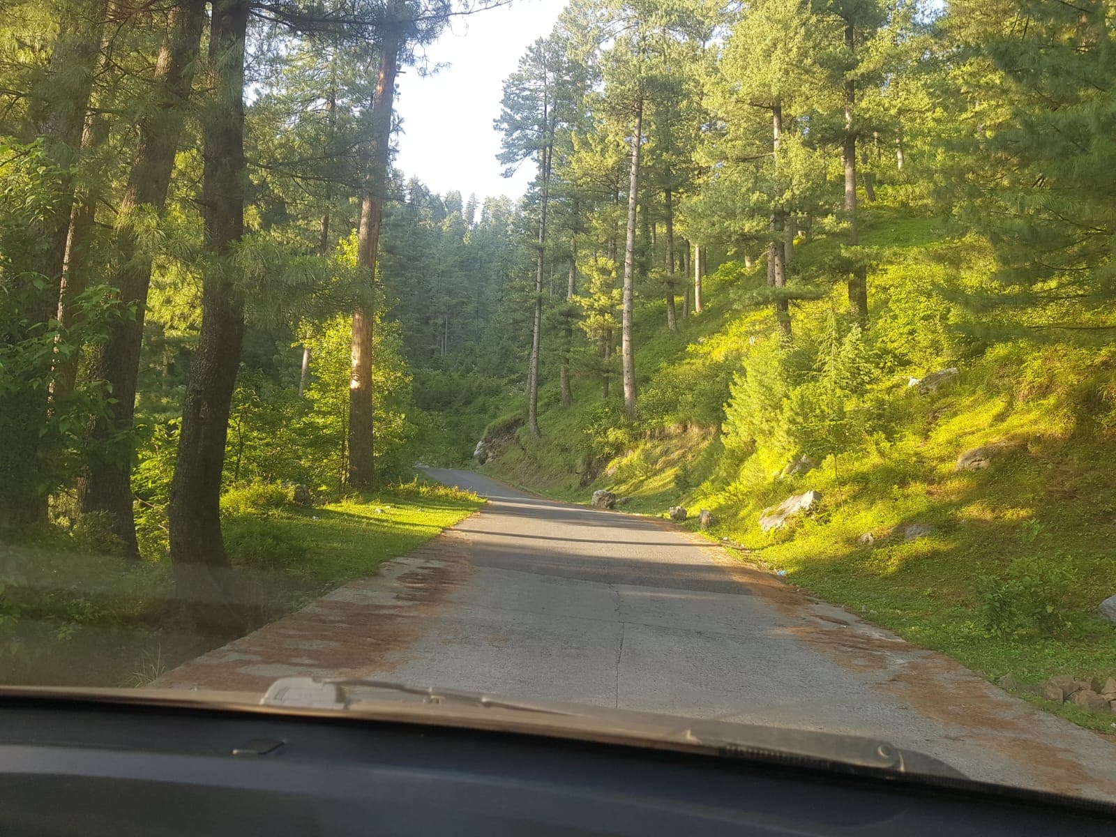 A sunlit road winding through a pine forest.